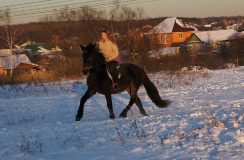 багира в полях зима